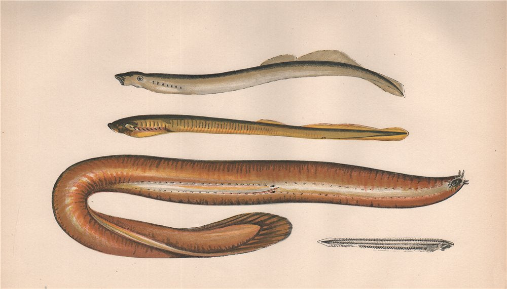 BROOK/MUD LAMPREY HAGFISH LANCELET. Lampetri planeri. Borer. Myxini. COUCH 1862